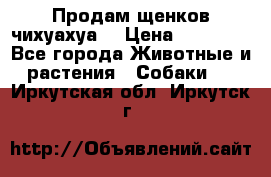 Продам щенков чихуахуа  › Цена ­ 10 000 - Все города Животные и растения » Собаки   . Иркутская обл.,Иркутск г.